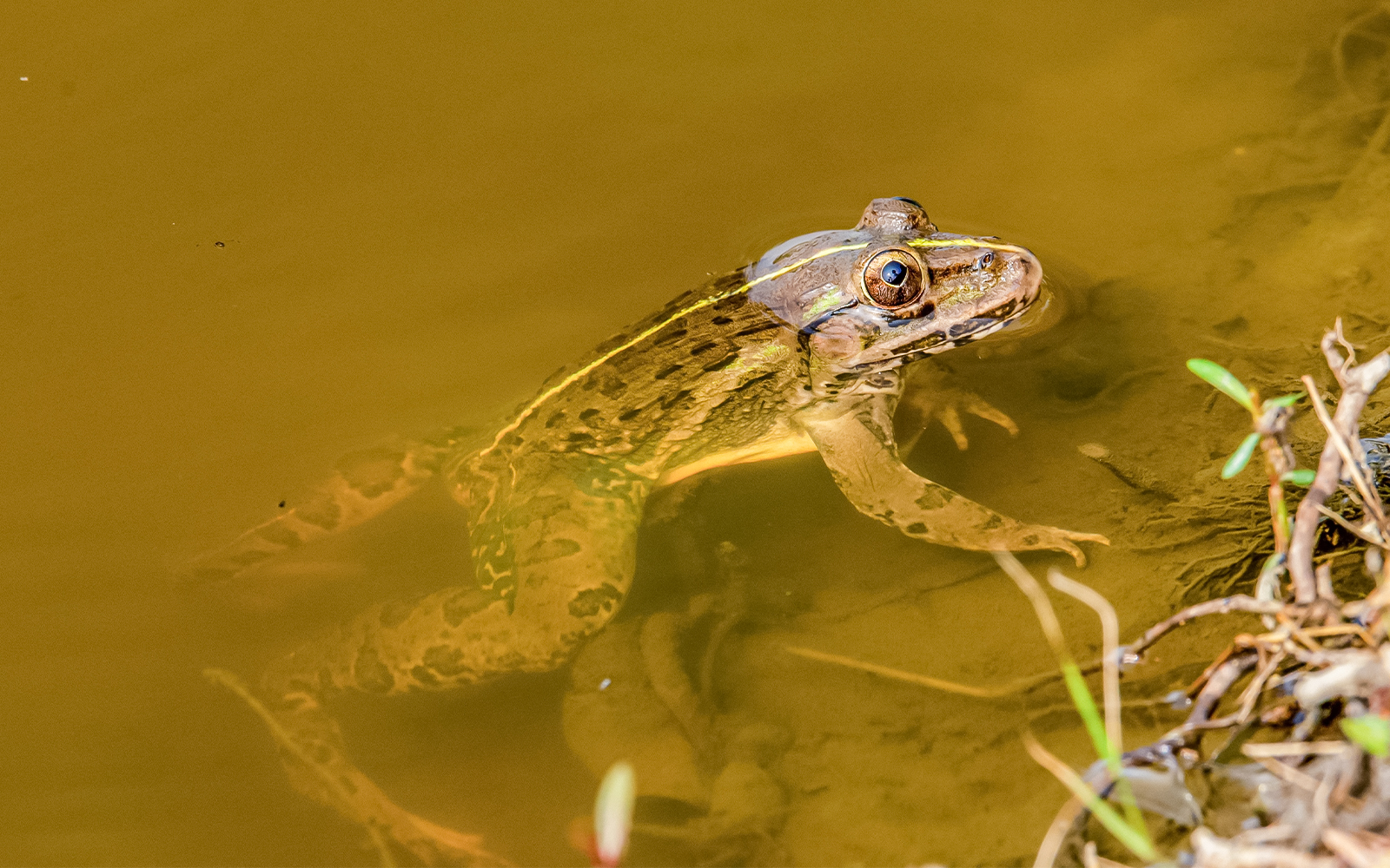 indian bull frog