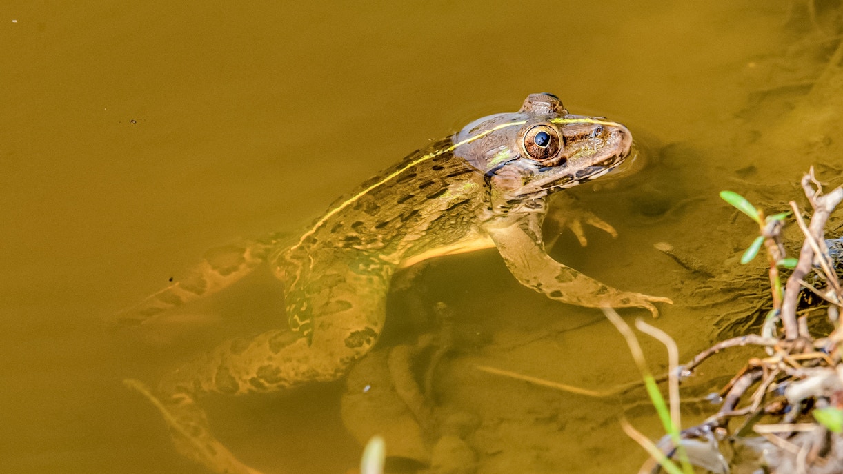 indian bull frog