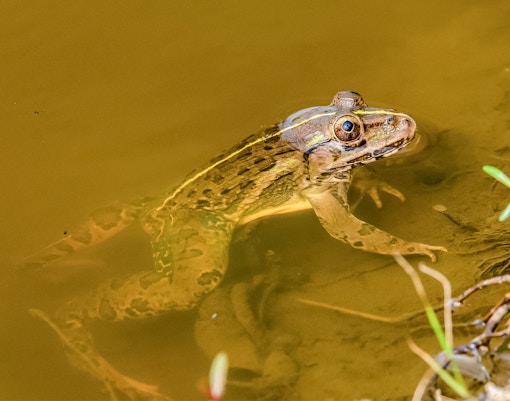 indian bull frog