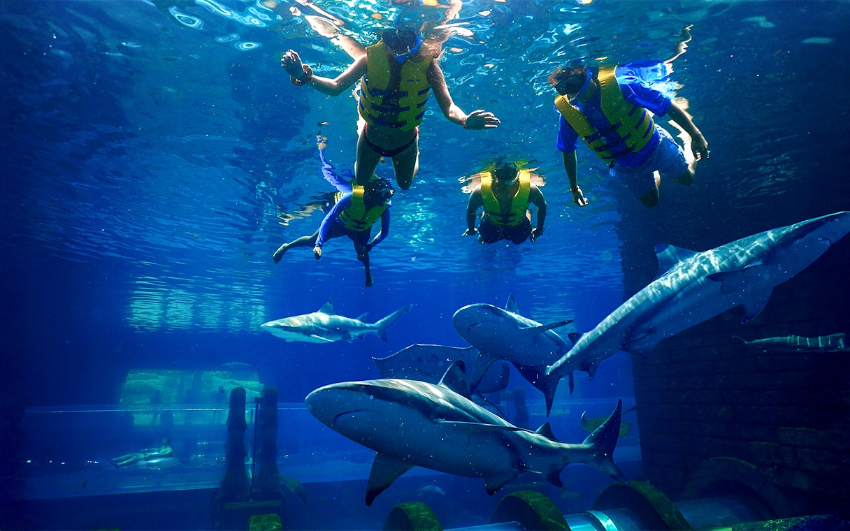 Snorkelers swimming with sharks at Aquaventure Waterpark, Dubai.