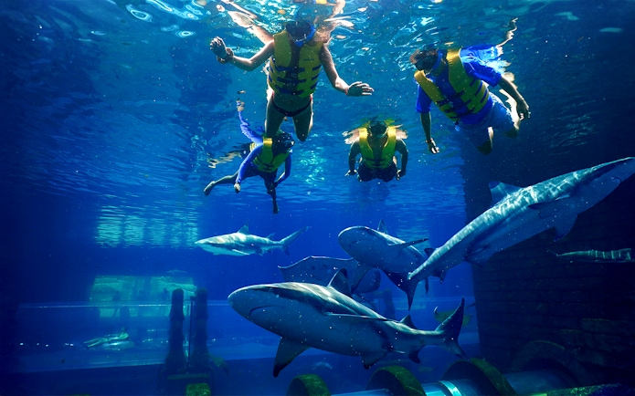 Snorkelers swimming with sharks at Aquaventure Waterpark, Dubai.