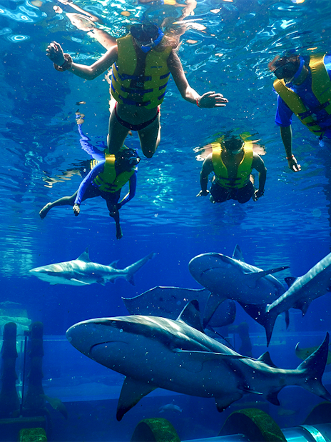 Snorkelers swimming with sharks at Aquaventure Waterpark, Dubai.
