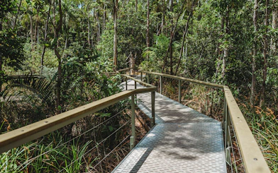 Boardwalk through lush forest in Litchfield National Park, Australia.