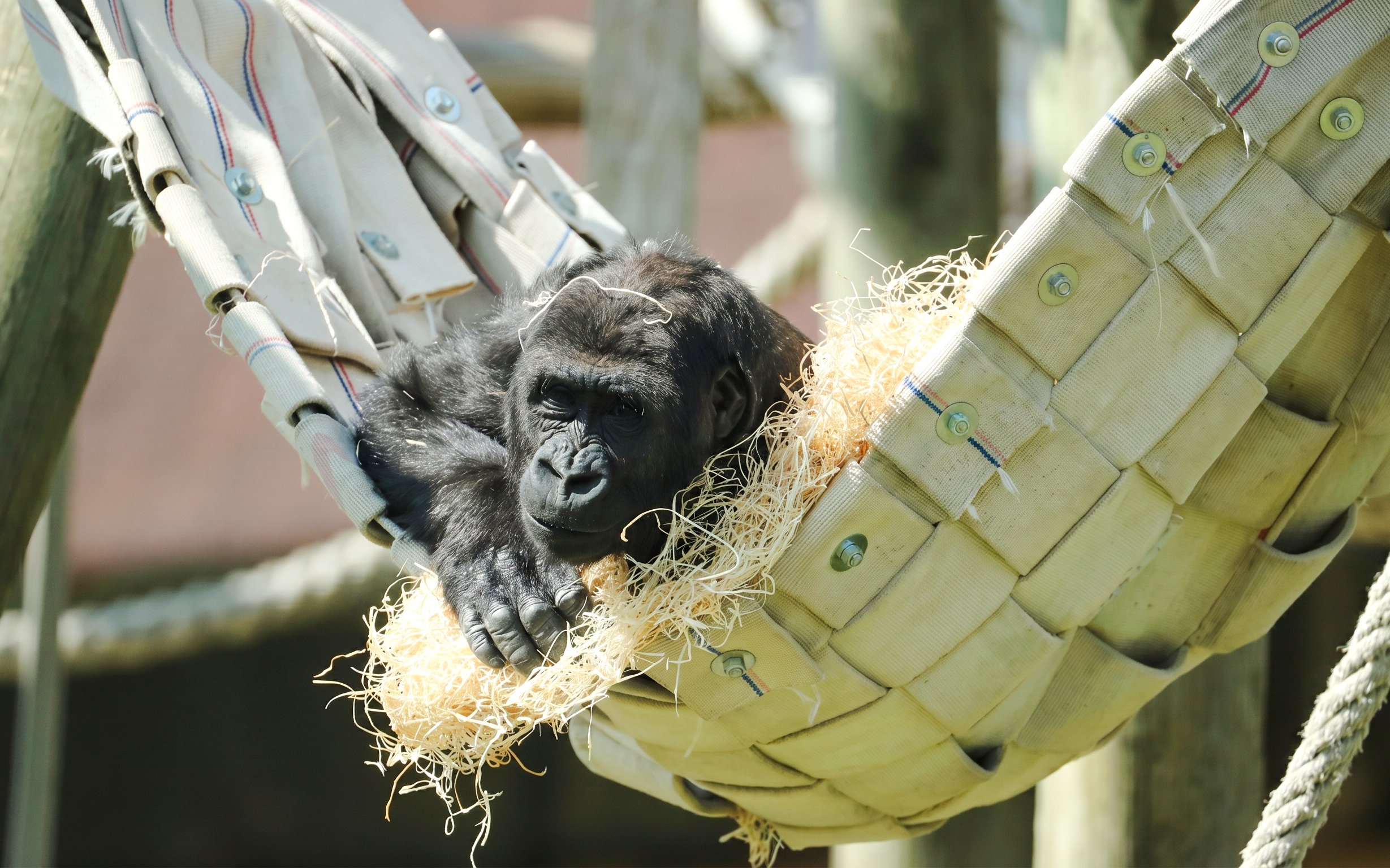 Gorilla resting in a hammock at ZooParc de Beauval.