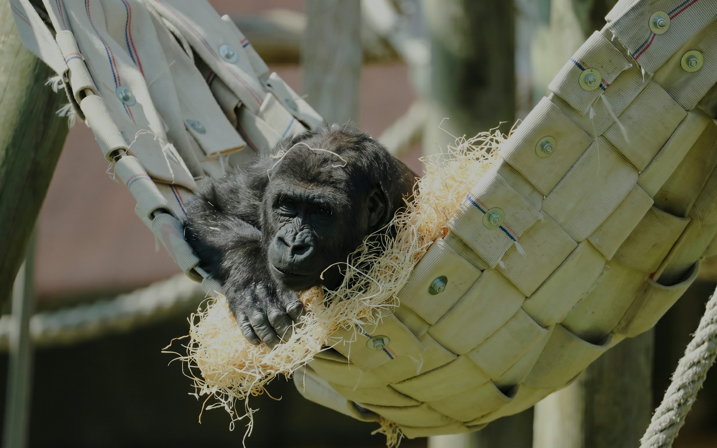 Gorilla resting in a hammock at ZooParc de Beauval.