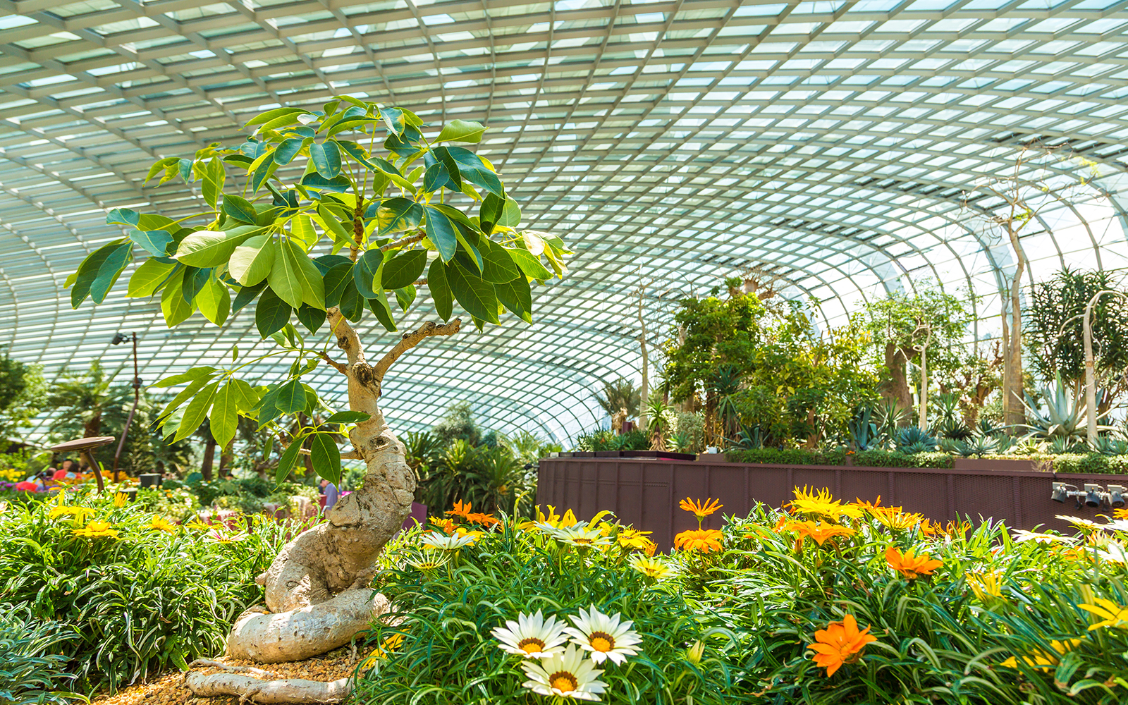 Greenhouse Flower Dome in Singapore