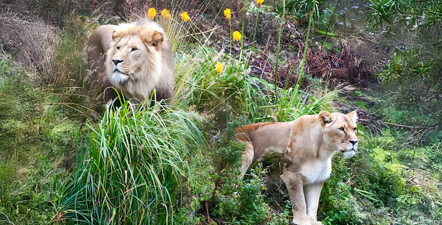 Asiatic lions in lush greenery at a wildlife sanctuary.
