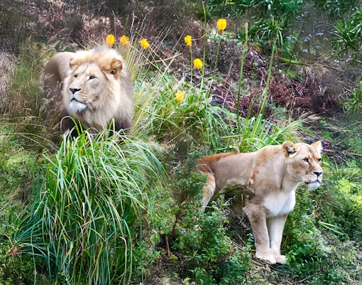 Asiatic lions in lush greenery at a wildlife sanctuary.