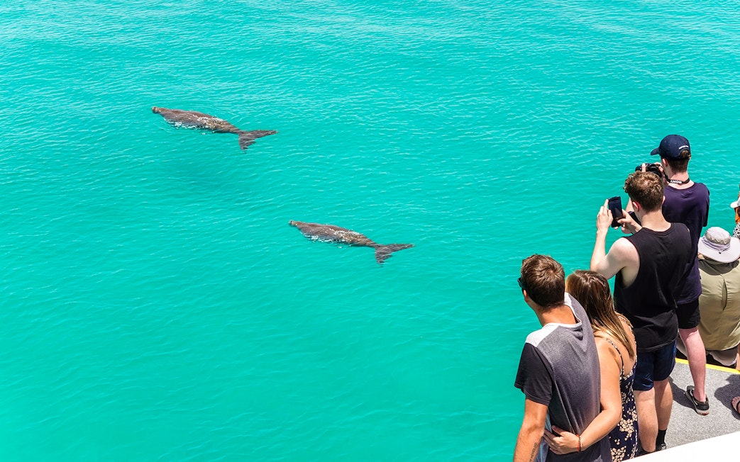 Visitors observing dolphins swimming in clear turquoise water.