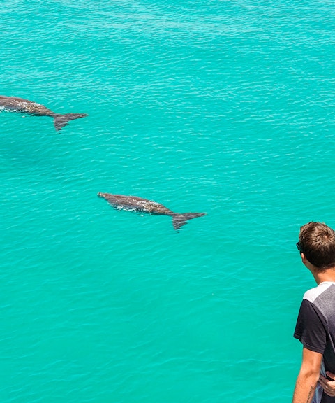 Visitors observing dolphins swimming in clear turquoise water.