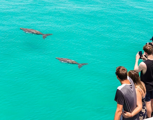 Visitors observing dolphins swimming in clear turquoise water.