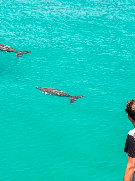 Visitors observing dolphins swimming in clear turquoise water.