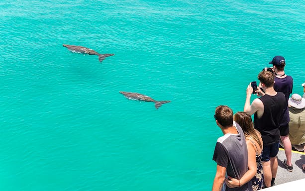 Visitors observing dolphins perform at an aquarium in Dubai.