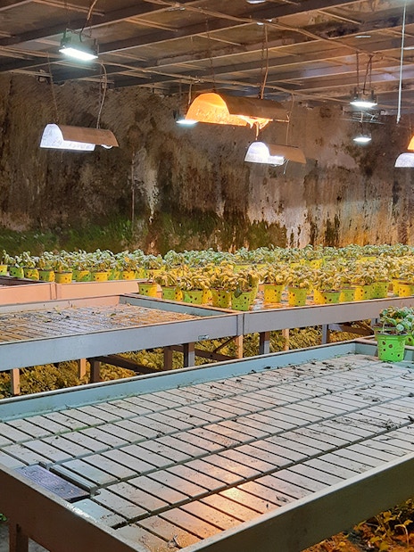 Naples Underground hypogeum garden with plants under artificial lights.