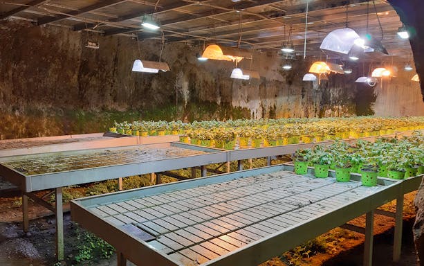 Naples Underground hypogeum garden with plants under artificial lights.