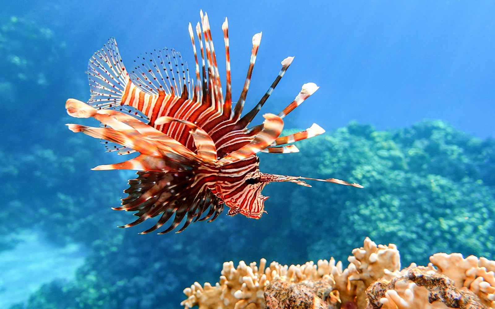 Lionfish swimming near coral reef in tropical waters.