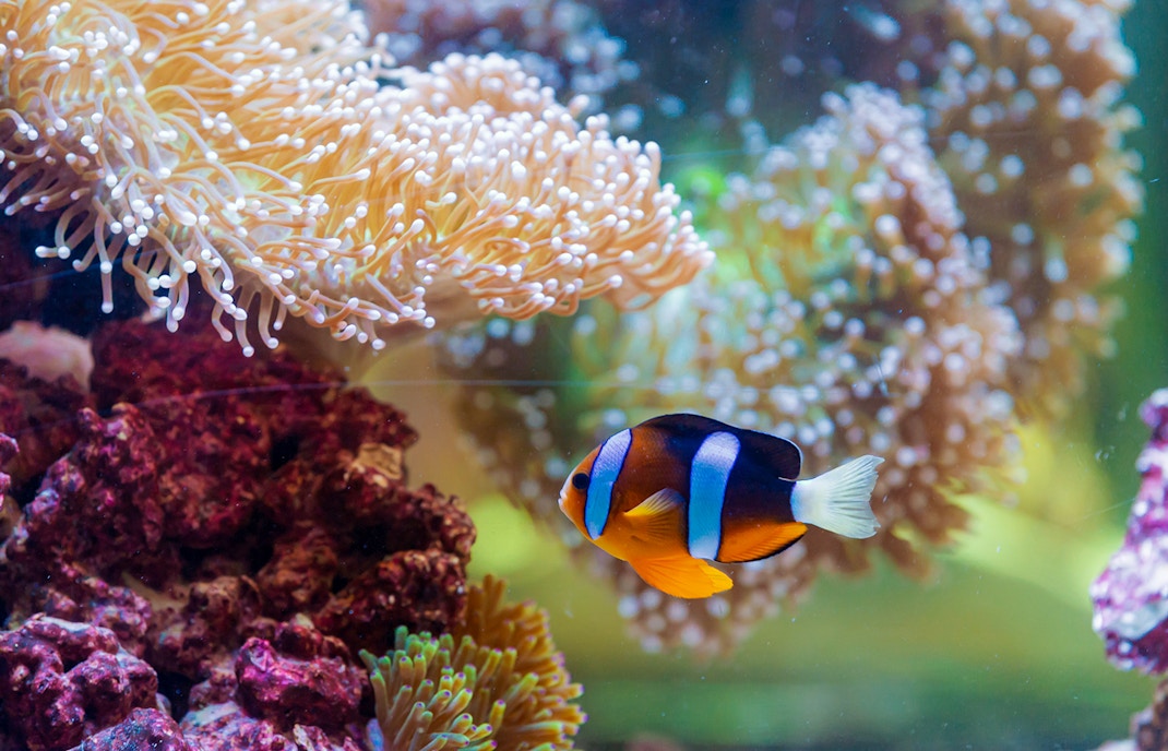 Tesori nazionali degli Emirati Arabi Uniti