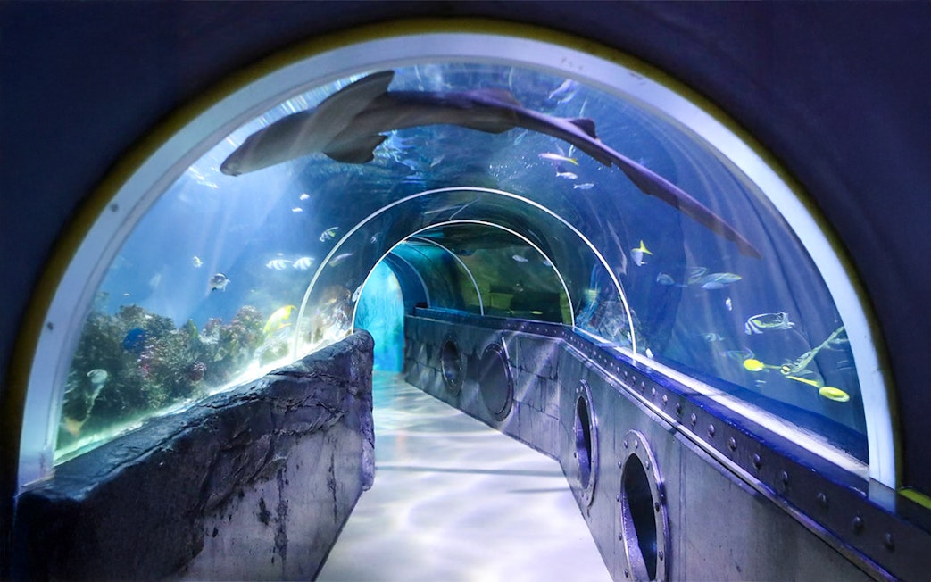 Underwater tunnel walkway at Sea Life Konstanz with diverse marine life swimming overhead.