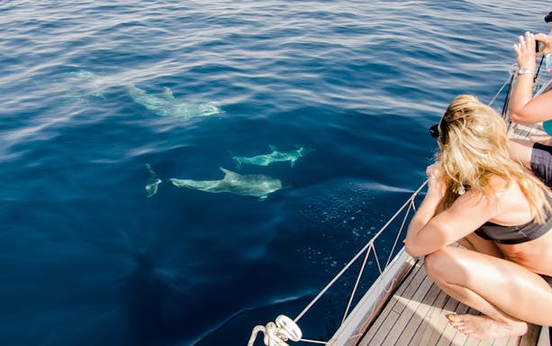 Dolphins swimming near a boat during a sunset tour in Taormina.