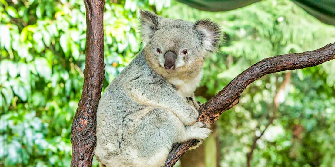 Koala Park Sydney