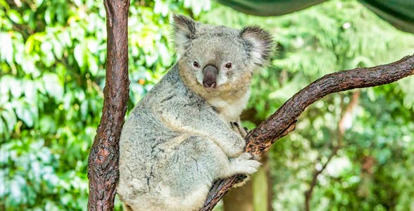 Koala Park Sydney Tickets