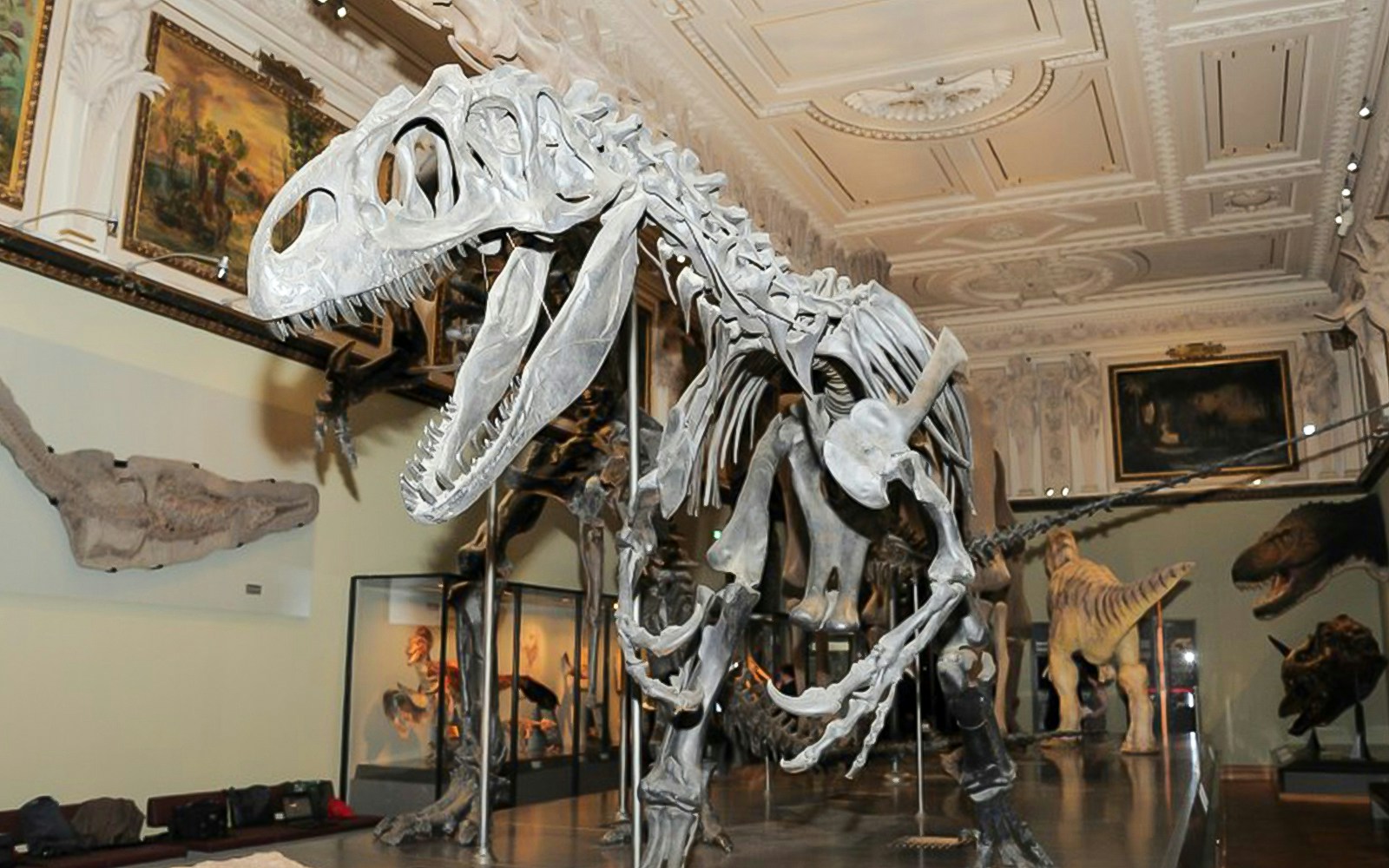 Diplodocus skeleton exhibit at Natural History Museum Vienna.