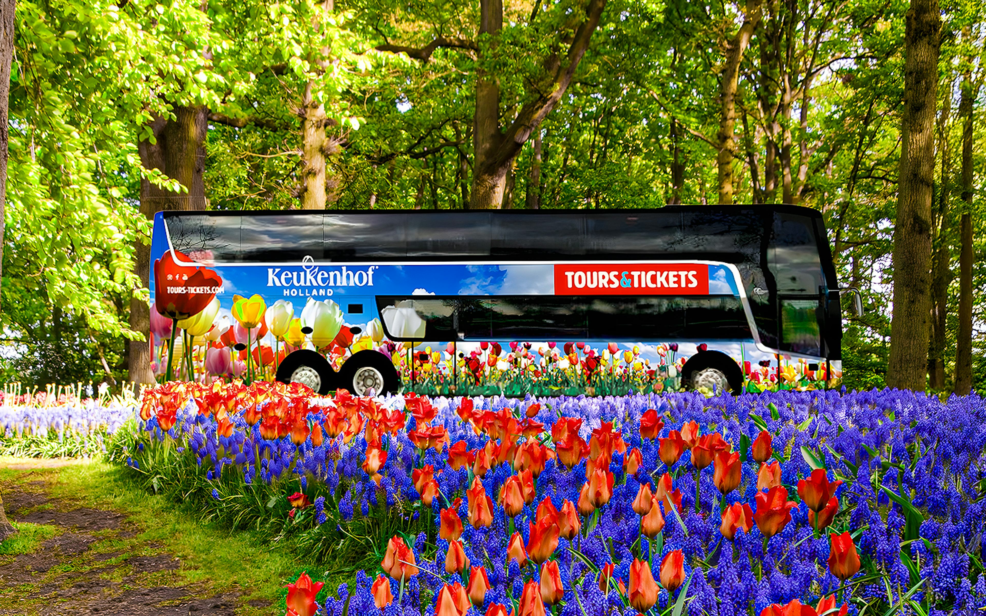 Keukenhof tour bus surrounded by vibrant tulips and hyacinths in a lush garden.