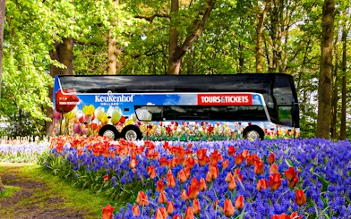Keukenhof tour bus surrounded by vibrant tulips and hyacinths in a lush garden.