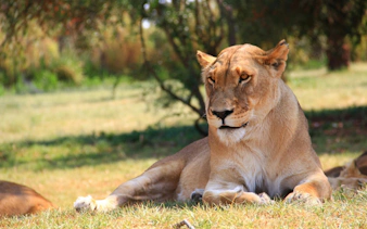 Lioness resting on grass at Lion Park, Johannesburg, South Africa.