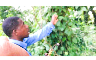 Tour guide showing spice plant during Zanzibar spice farm visit.
