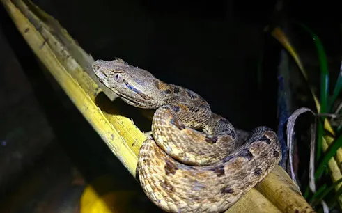 Snake resting on a branch during Iriomote jungle night walk, Okinawa.