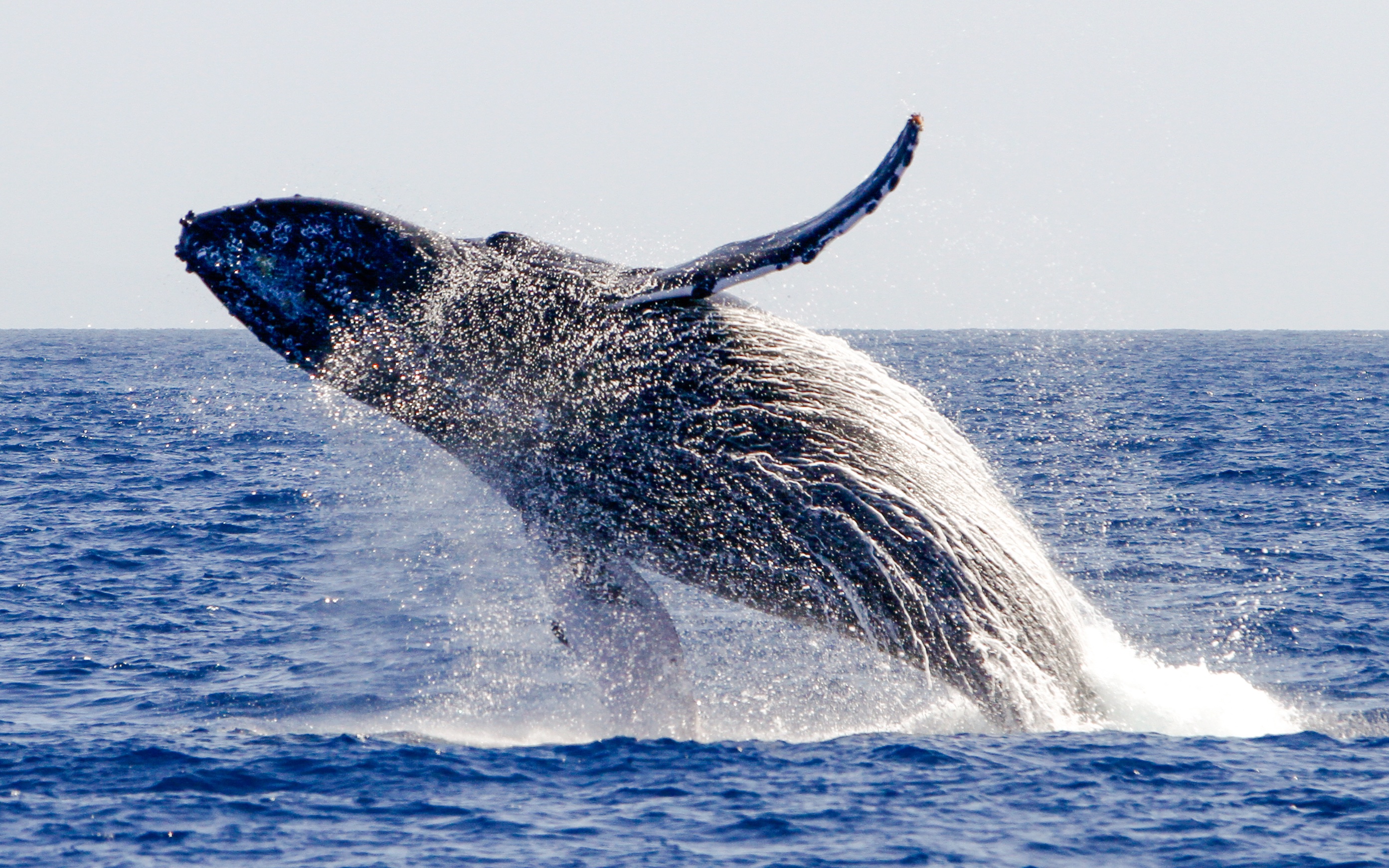 Humpback whale breaching in the Pacific Ocean, captured by Pacific Whale Foundation.