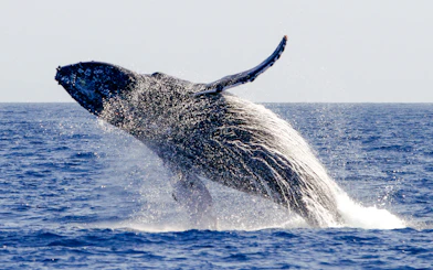 Humpback whale breaching in the Pacific Ocean, captured by Pacific Whale Foundation.