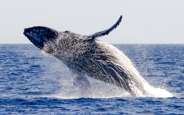 Humpback whale breaching in the Pacific Ocean, captured by Pacific Whale Foundation.