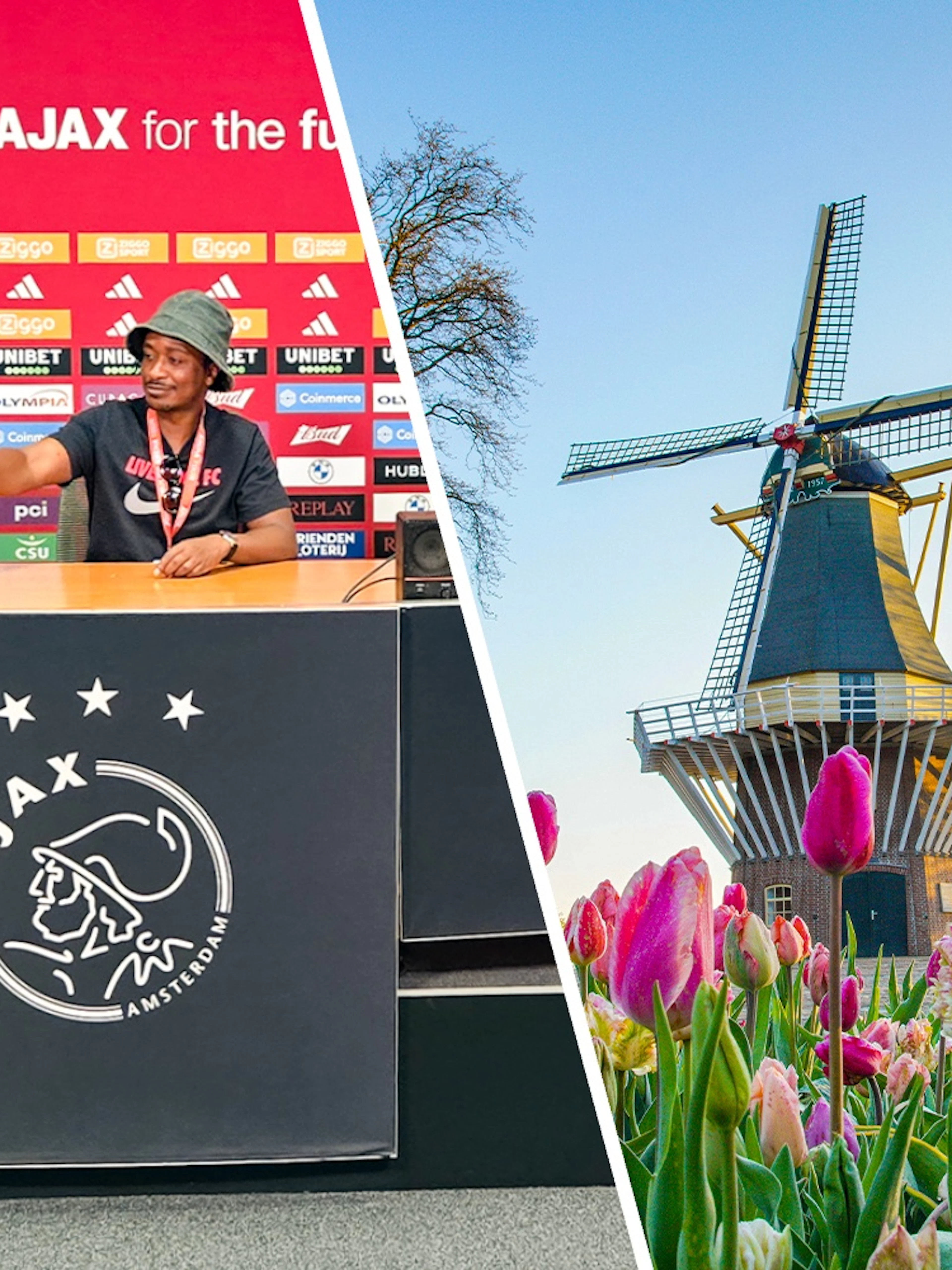Tulips blooming with a windmill in Keukenhof Gardens, Netherlands.