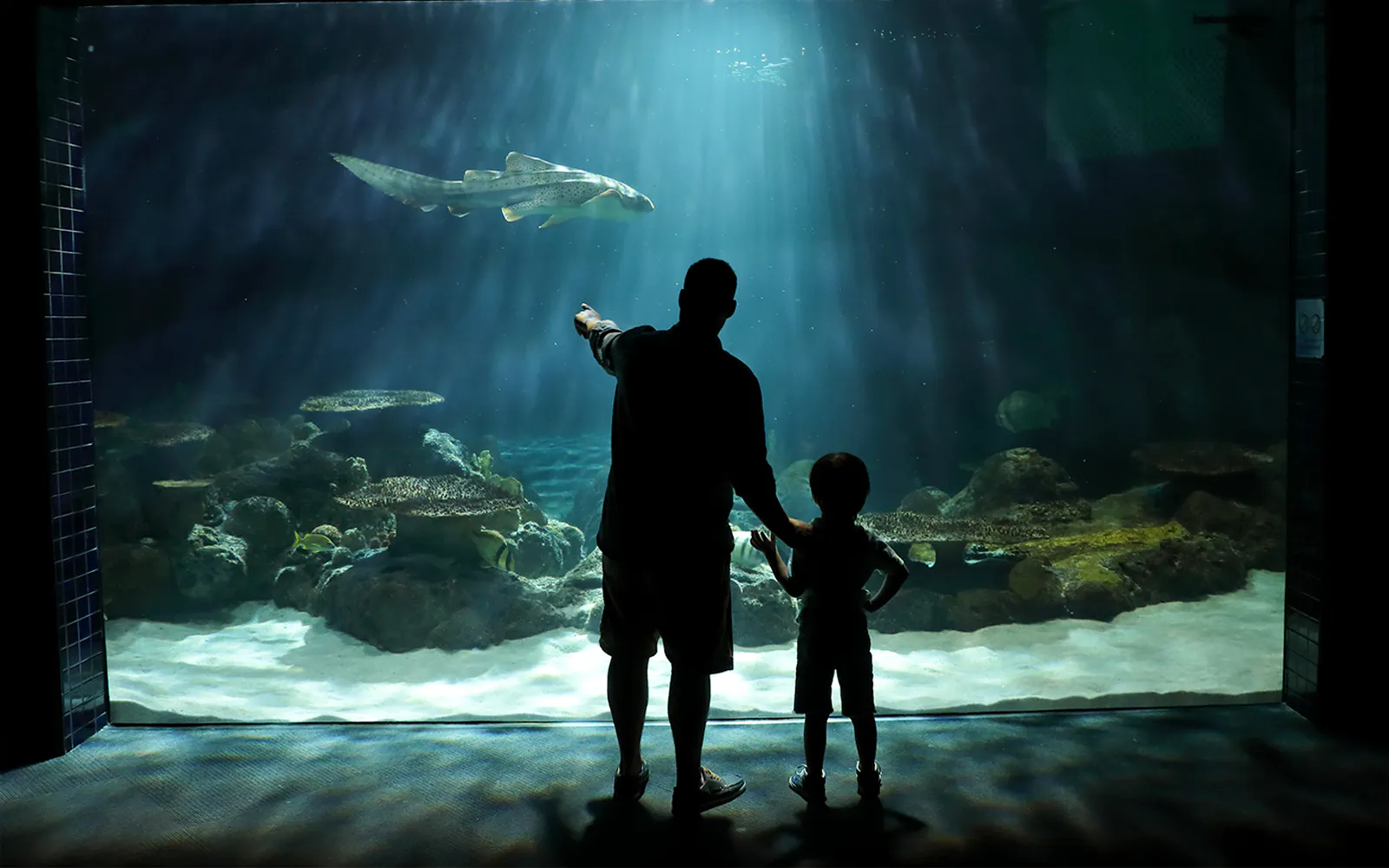 Visitors observing a shark at Discovery Kingdom, Six Flags, California.