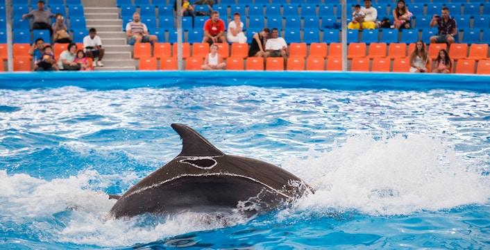 Book Constanta Dolphinarium Tickets