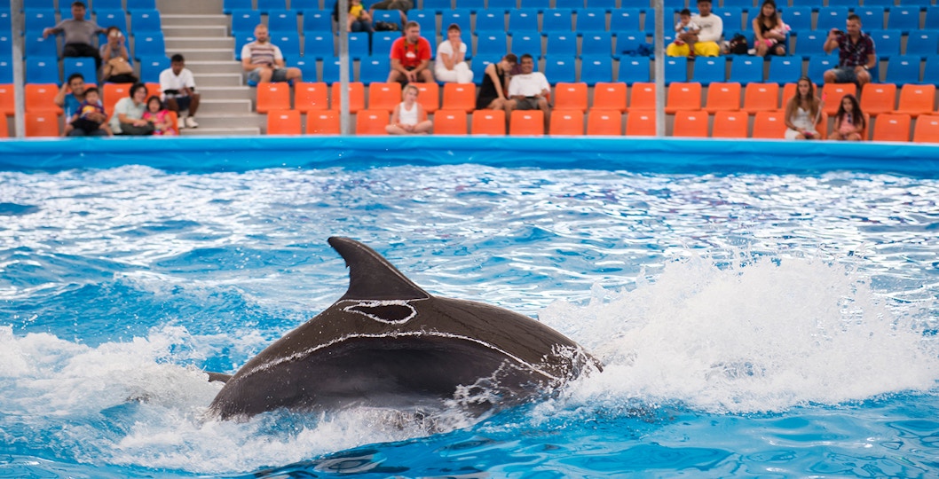 Book Constanta Dolphinarium Tickets