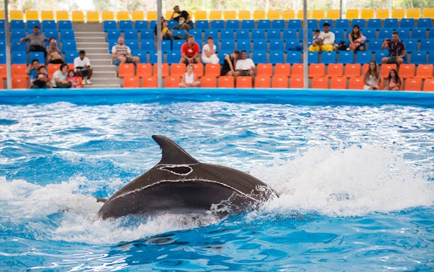 Dolphin swimming in a pool at Constanta Dolphinarium with audience in the background.
