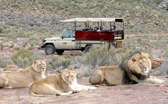 Lions resting with a safari jeep in the background at Aquila Safari.