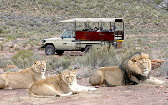 Lions resting with a safari jeep in the background at Aquila Safari.