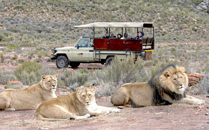 Lions resting with a safari jeep in the background at Aquila Safari.