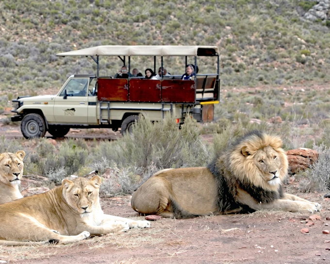 Aquila Private Game Reserve Private Safari Tour with Transfers from Cape Town