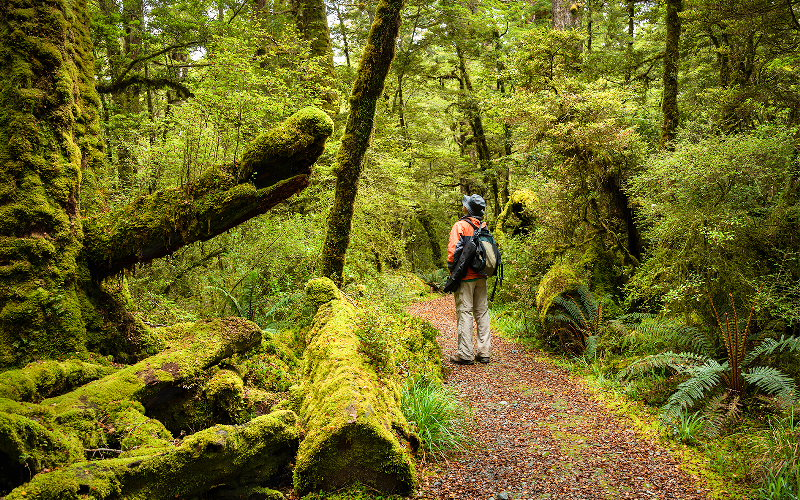 Hiker on a forest trail surrounded by lush greenery in New Zealand.