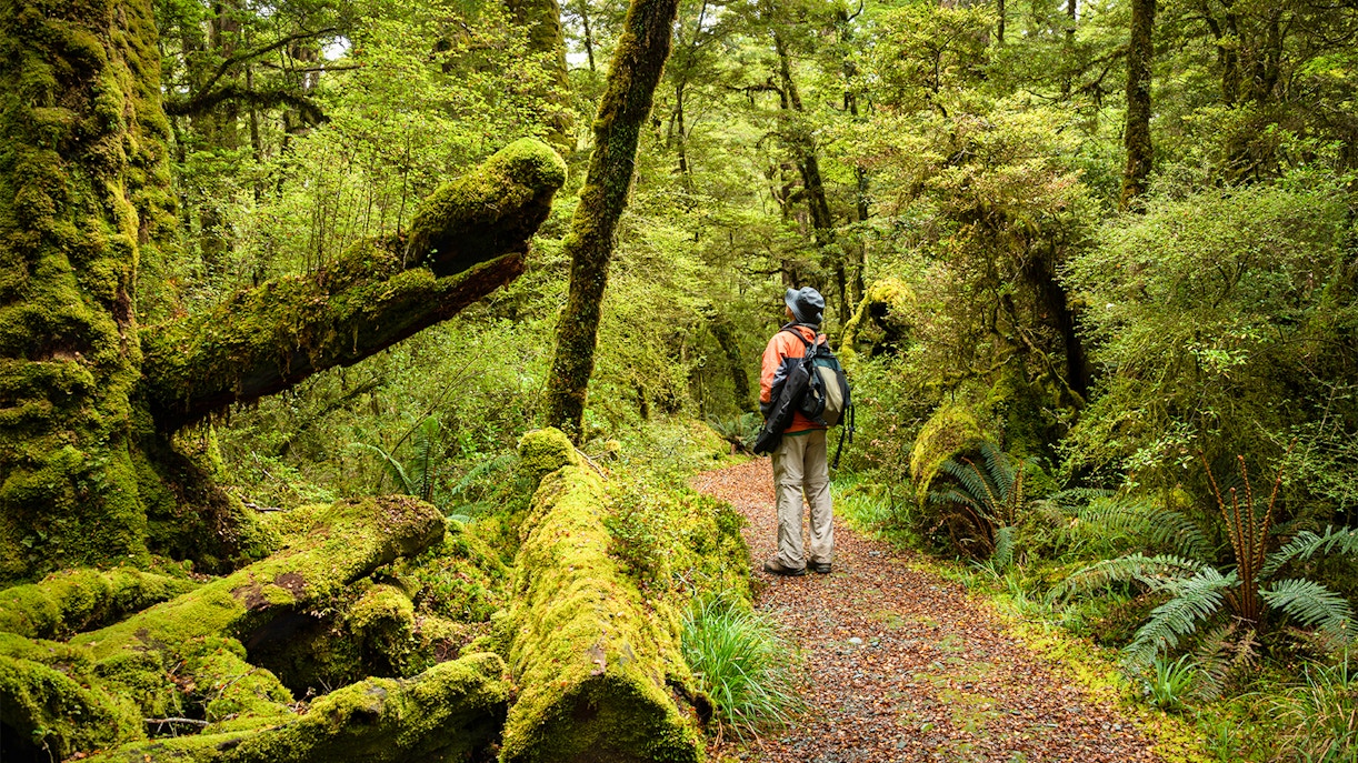 Lake Gunn Nature Walk with lush forest and mountain views in Milford Sound, New Zealand.