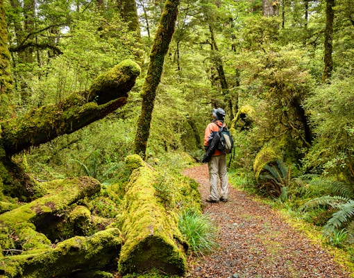 Hiker on a forest trail surrounded by lush greenery in New Zealand.