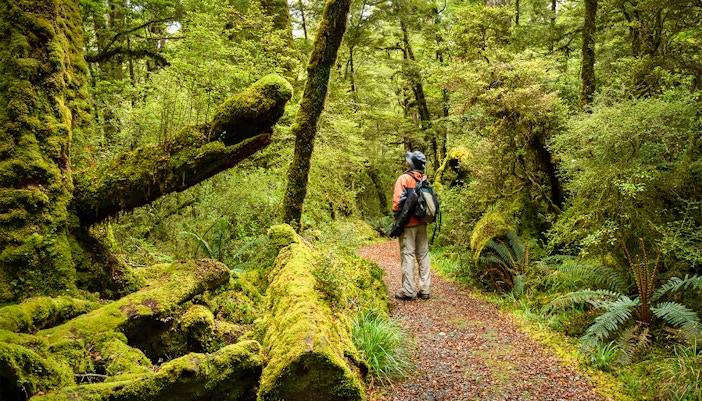 Lake Gunn Nature Walk with lush forest and mountain views in Milford Sound, New Zealand.