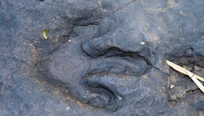 American Museum of Natural History