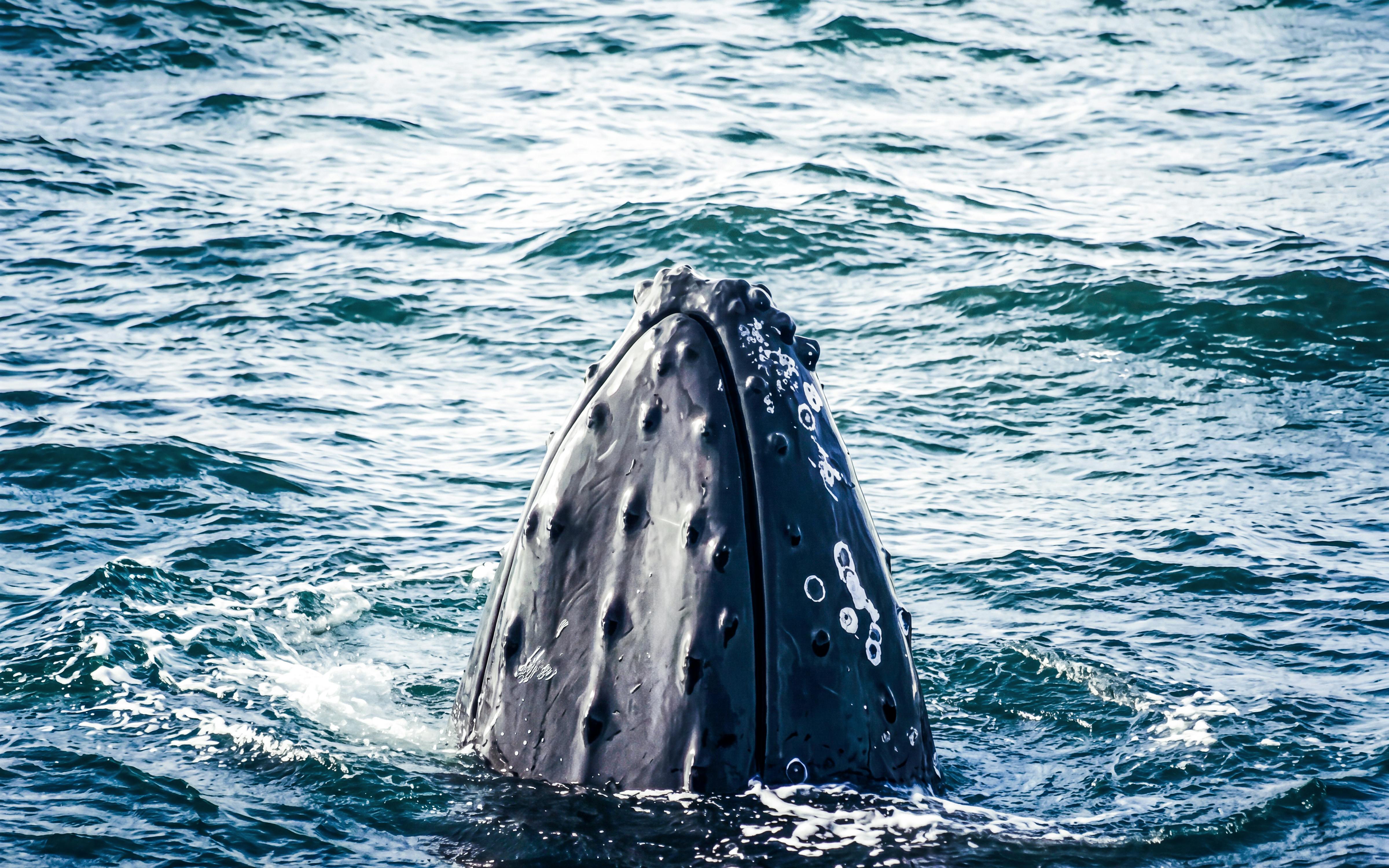 Whale breaching in the ocean near Akureyri during a whale watching tour.