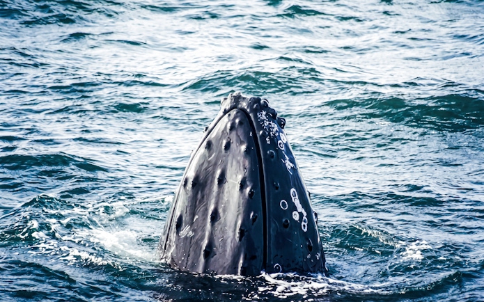 Whale breaching in the ocean near Akureyri during a whale watching tour.